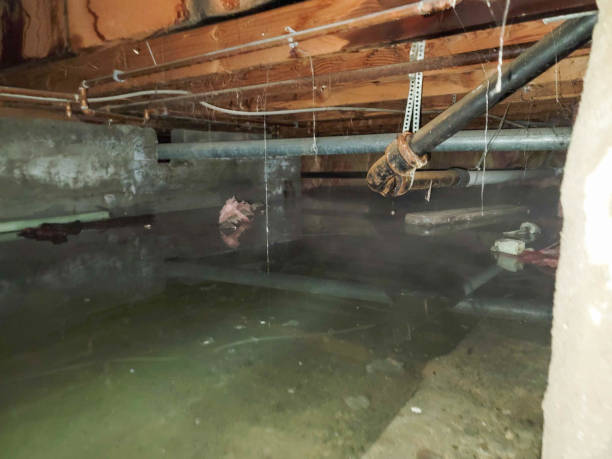 Best Professional water damage repair  in Yerington, NV